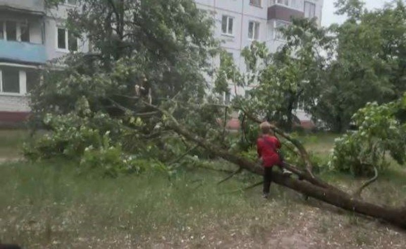 Стихия в Брянске: сильный ветер повалил в городе десятки деревьев, жертв, предварительно, нет