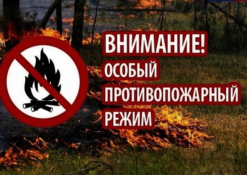 Брянские леса на месяц отправлены в особый противопожарный режим. На фоне полуторного превышения нормы осадков