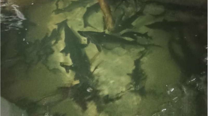 Осетры под покровом Божьим обживают озеро в Брянске