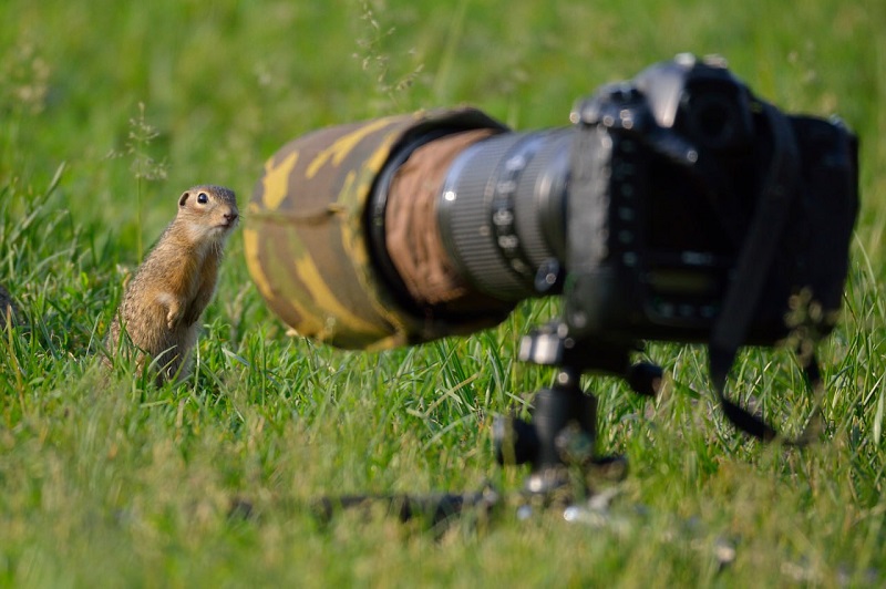 Сны крапчатого суслика в брянском лесу приходят по плану