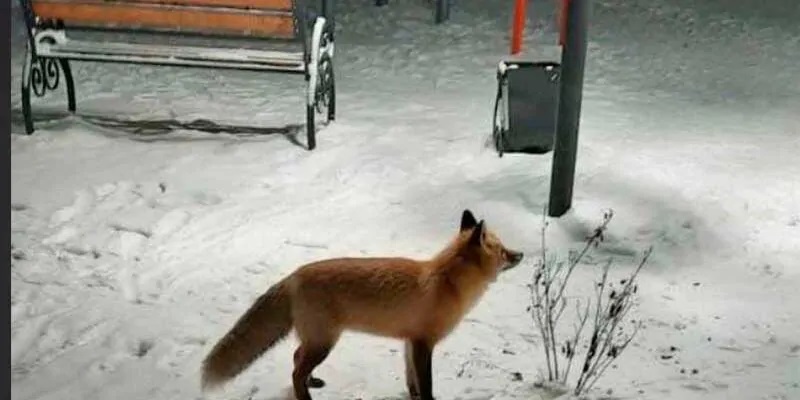 Лиса забежала в Брянск: зверя видели в самом «сердце» Володарки