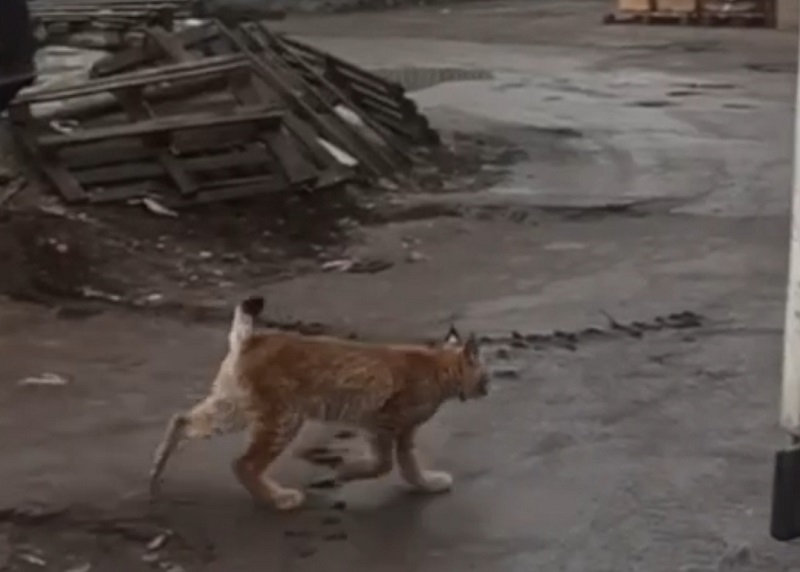 Рысь гуляет сама по себе. В Брянске и не в первый раз
