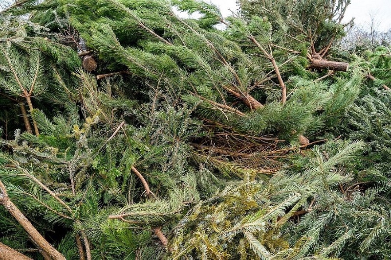 Как правильно избавиться от новогодней ёлки и не нарваться на штраф от 3 до 5 тысяч