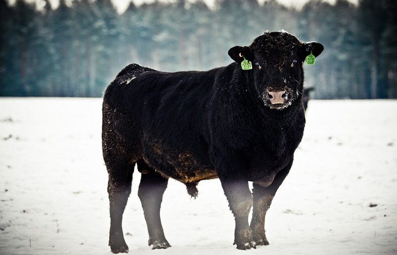 Брянские фермы «Мираторга» зимой становятся домом для краснокнижных птиц и убежищем для диких зверей