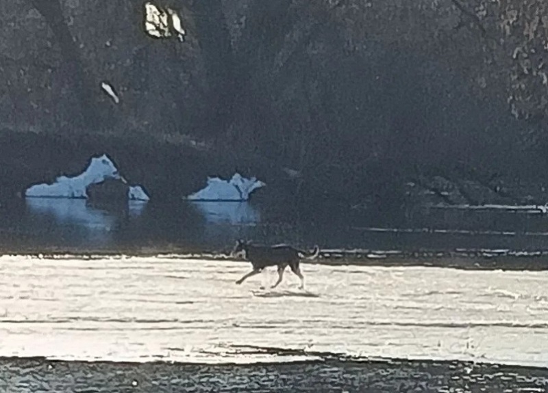 Чудесное спасение собаки в Брянске: пса-беглеца сняли с плывущей льдины