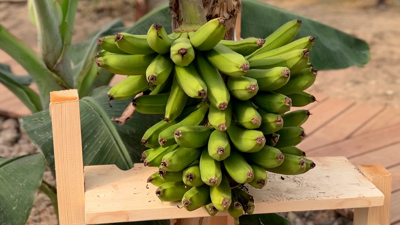 Первый российский банан вырастили в Сочи – основной урожай ожидается к осени