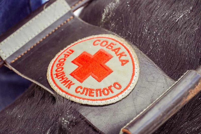 Слепым предоставляются собаки: в Брянской области проводника уже получили семеро инвалидов