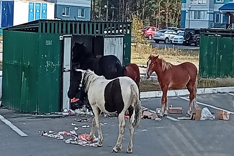 Брянские мусорщики негодуют: цыганские лошади поели весь мусор в Сосновом бору